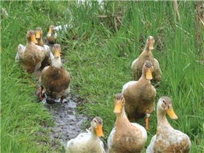 苍溪农林牧渔产业发展概况与资源大全