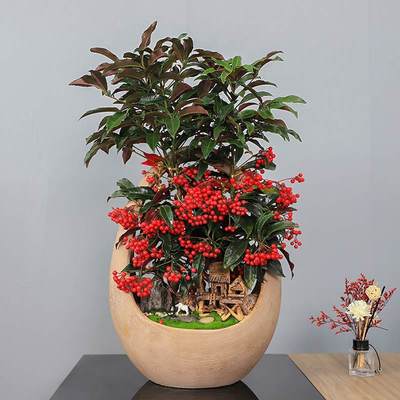 武汉写字楼绿化租赁服务 专业园林租摆与工厂苗木报价