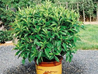 广州鲜花绿植全周期服务 出租、销售、租赁、出摆与专业养护一体化解决方案