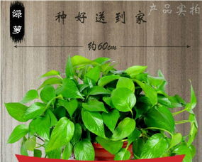 武汉三镇植物租赁服务 免费上门打造绿色办公与生活空间