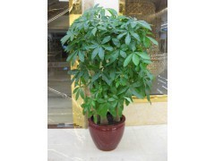 天河区萝岗区租花买花 | 广州植物租赁，您的办公绿化专家