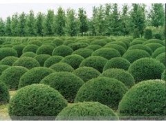 苗木品种大全与昆明绿色植物租赁 云南迦楠园林绿化的专业服务