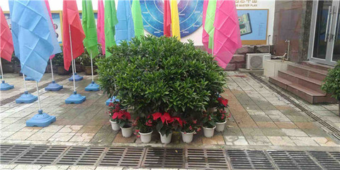 绿意焕新校园，盆栽租赁扮靓校园一角