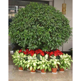 节日绿化植物出租 洪山梦菲园艺——专业盆景租赁与养护服务
