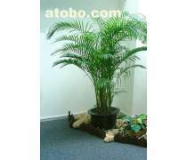 绿化植物租摆产品库与养护服务 打造绿色生态办公与生活空间