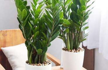 南昌花卉租赁指南 专业公司、价格解析与贴心养护服务