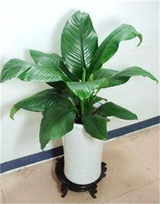 深圳南山园林绿化工程景观设计 春季室内植物租赁与养护指南