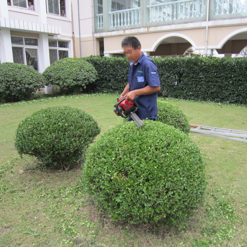 上海绿化养护 从草坪修剪到植物租赁的一站式服务