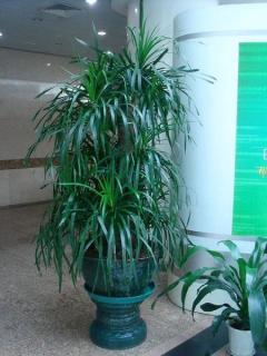 杭州专业植物租赁与绿化养护一体化解决方案