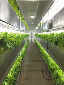 植物工厂的分类与绿化植物租赁 现代城市绿化的创新与便捷