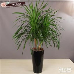 商务楼宇绿色生态 专业绿植租凭与花卉租摆养护服务