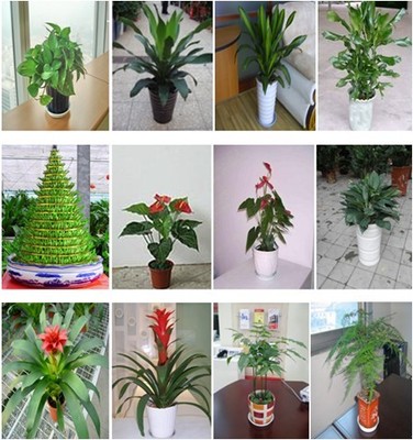 深圳绿植生态管家 盆景、盆栽、花卉租摆与全周期养护服务