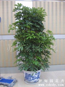 苏州植物租赁指南 鸭脚木与家园绿化养护服务详解