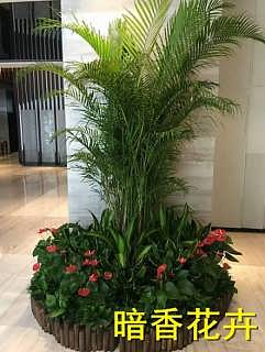 杭州绿化新风尚 植物、花卉租赁引领环保与美观生活