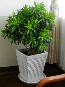 拱墅区景香花卉公司 卓越服务与绿化植物租赁专家