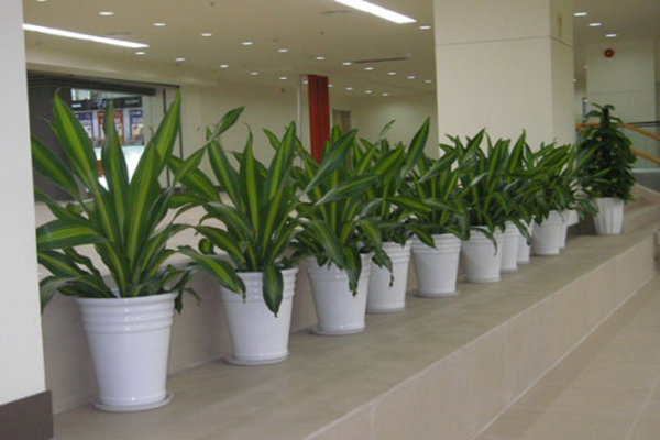 成都绿植租赁公司最新排名及养护服务全解析